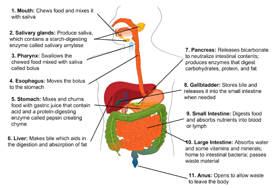 diagram of digestive system