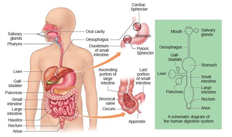 diagram of digestive system