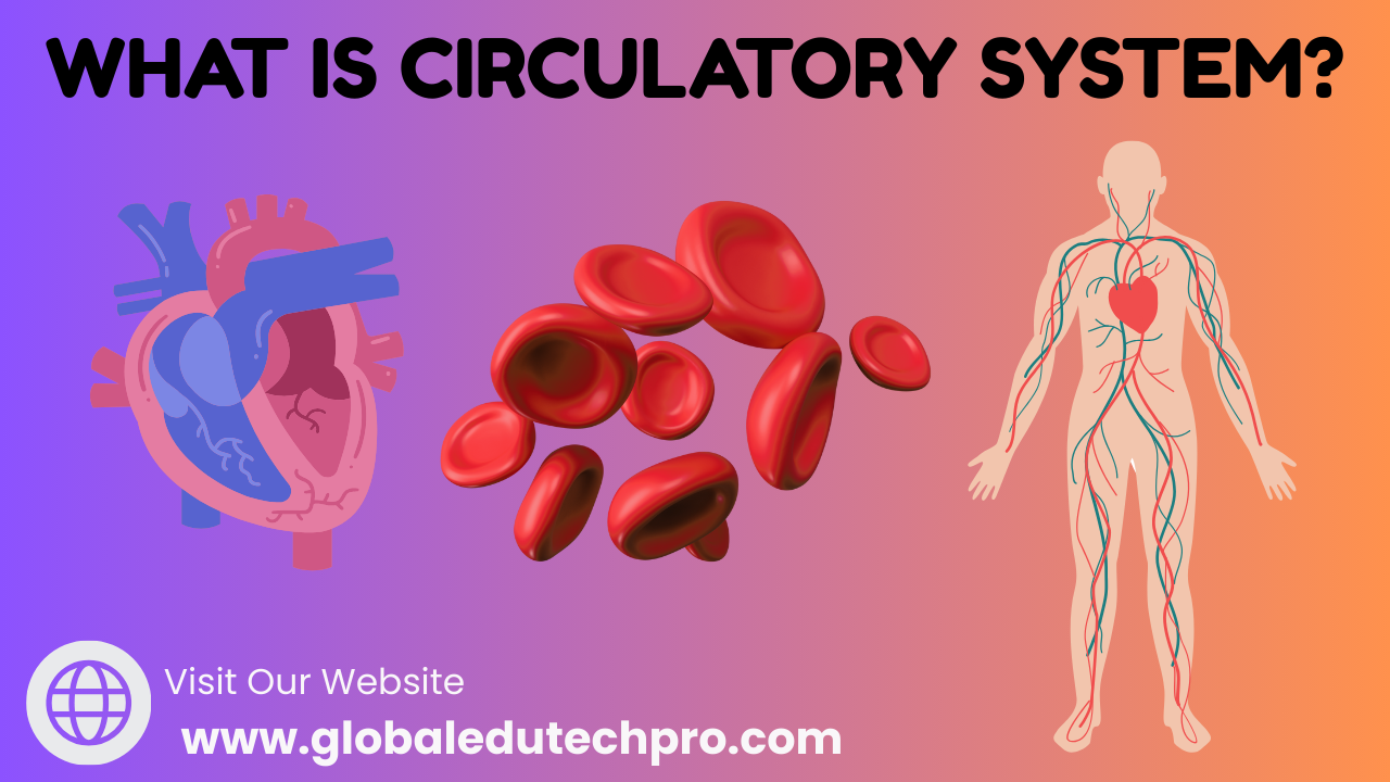 CIRCULATORY SYSTEM