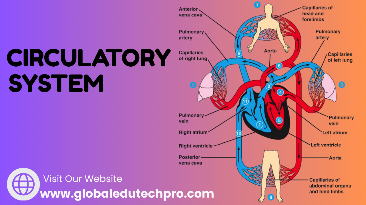 CIRCULATORY SYSTEM2