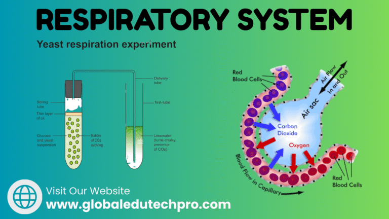 Respiratory System and Respiration : What is Respiratory System and ...