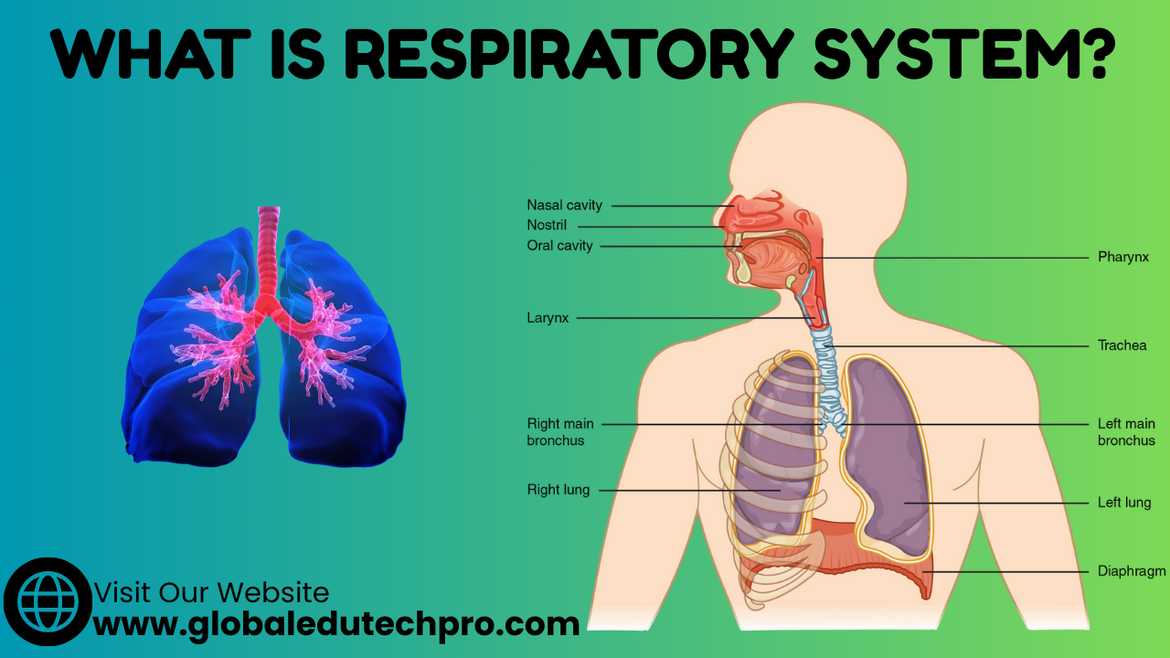 what is respiratory system